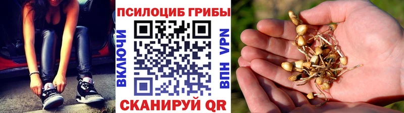 купить наркотики сайты  Железногорск  блэк спрут ссылка  Галлюциногенные грибы Magic Shrooms 